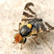 Вишнёвая муха (Rhagoletis cerasi) Вишнёвая муха (Rhagoletis cerasi)