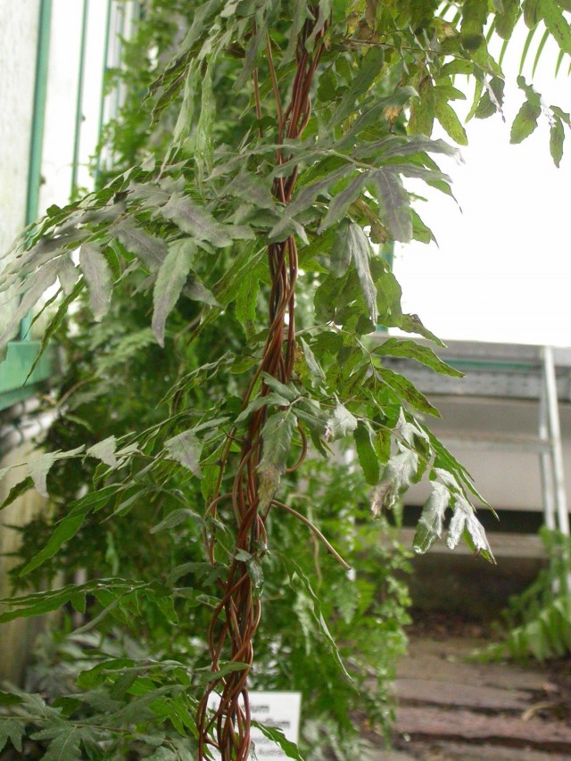 Лигодиум японский (Lygodium japonicum) Лигодиум японский на светлом месте