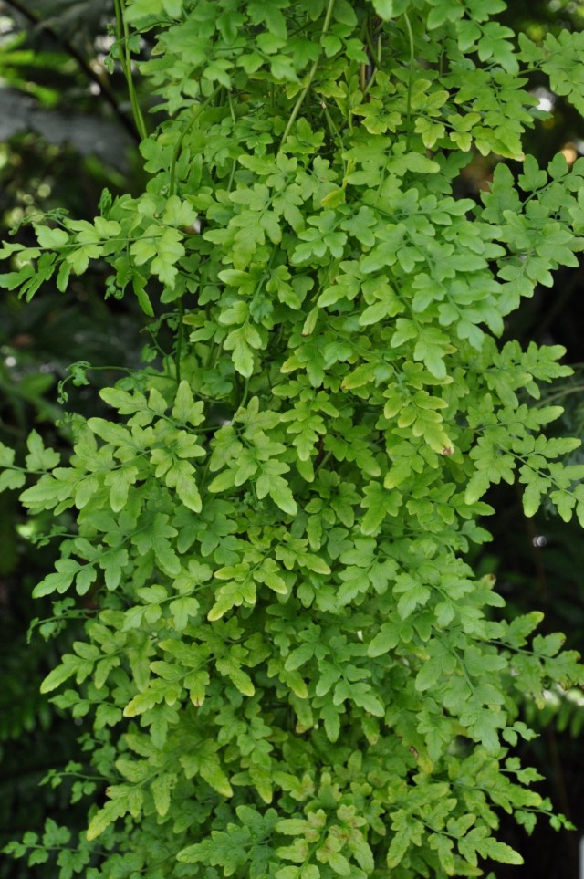 Лигодиум японский (Lygodium japonicum) Лигодиум японский в горшке