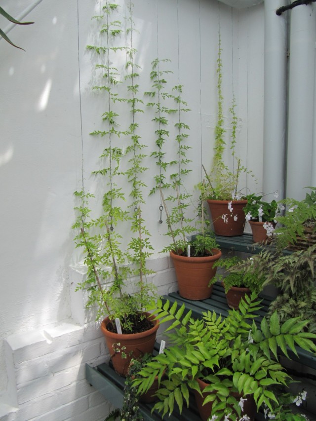 Лигодиум японский (Lygodium japonicum) Лигодиум японский крупным планом