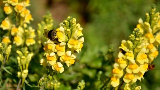 Льнянка обыкновенная как бороться с корнеотпрысковым сорняком на участке