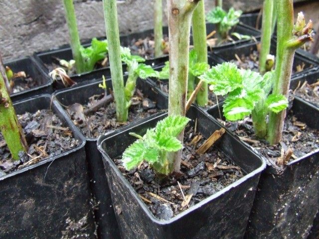 Укоренившиеся саженцы ежемалины