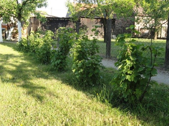 Кусты сорта Тэйберри
