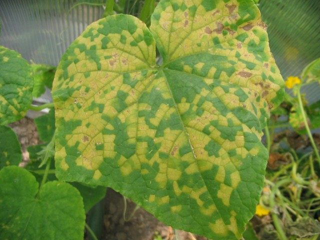 Как распознать и остановить ложную мучнистую росу на растениях