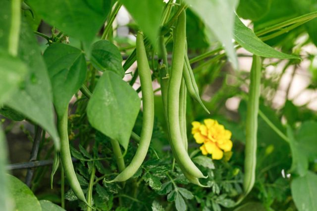 Лучше всего ягодная культура растёт рядом с фасолью, хотя её можно посадить и вместе с другими бобами. Фасоль как источник азота для клубники