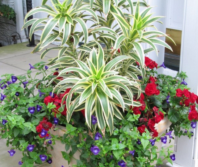 Dracaena bilan kompozitsiyalar qisman soyada joylashtirilishi kerak. Dracaena konteyner tarkibida