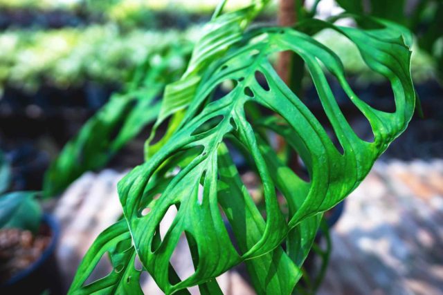 «Скелетная монстера», или монстера эпипремноидес «Эскелето» (Monstera epipremnoides ’Esqueleto’) Монстера Эскелето с резными листьями