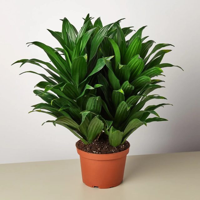 Драцена «Джанет Крейг» (Dracaena ’Janet Craig’) Драцена Джанет Крейг в интерьере