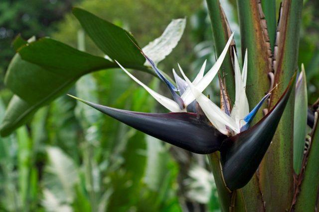 Стрелиция Николая (Strelitzia nicolai) Взрослая стрелиция Николая в горшке