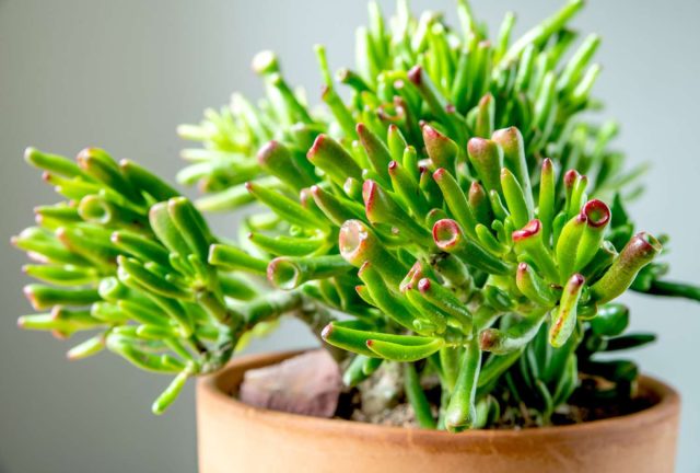Крассула яйцевидная «Голлум» (Crassula ovata ’Gollum’) Крассула Голлум с необычными листьями