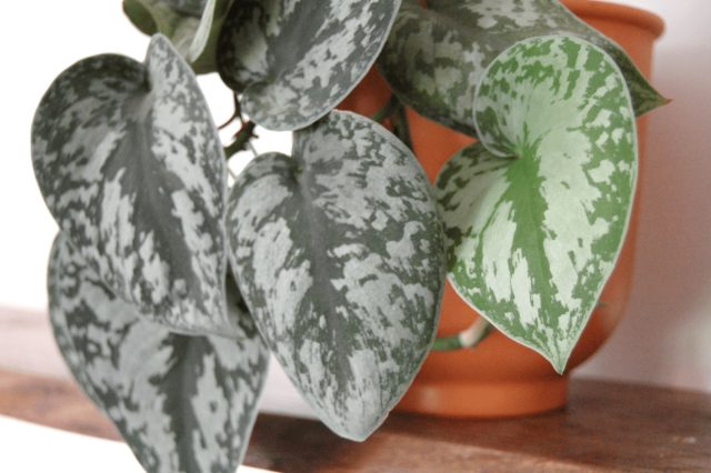 Сциндапсус пятнистый «Экзотика» (Scindapsus pictus ’Exotica’) Сциндапсус Экзотика в кашпо