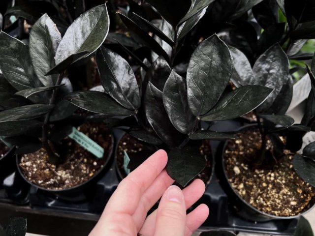 Замиокулькас замифолия «Блэк Рейвен» (Zamioculcas zamiifolia ’Black Raven’) Замиокулькас Блэк Рейвен с темными листьями