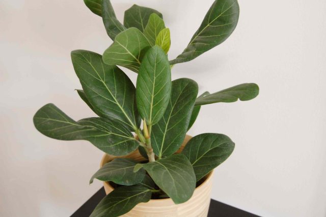Фикус бенгальский «Одри» (Ficus benghalensis ’Audrey’) Фикус Одри в светлом интерьере