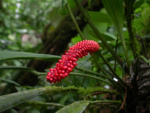 Антуриум Бейкера (Anthurium bakeri) Антуриум Бейкера крупным планом