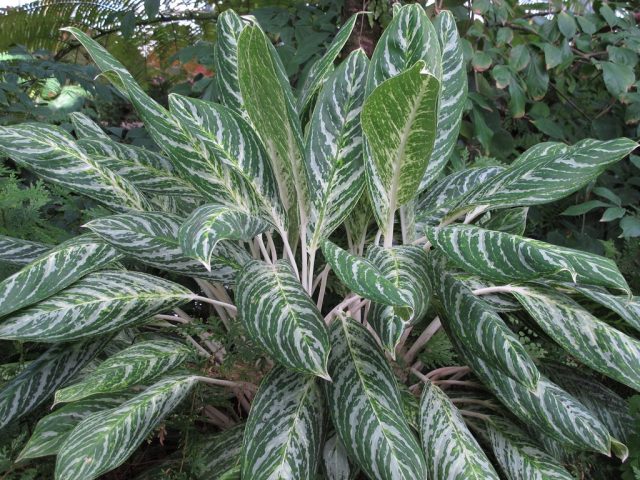 Аглаонема «Вайт Лайтнинг» (Aglaonema ‘White Lightning’) Аглаонема Вайт Лайтнинг с белыми узорами