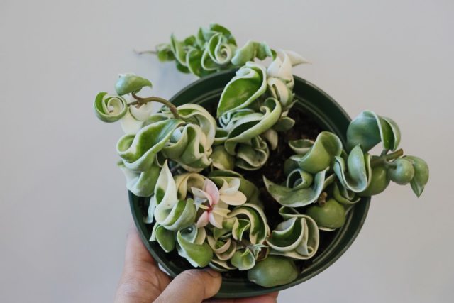 Хойя карноза «Компакта» (Hoya сarnosa ’Compacta’) Хойя Компакта в кашпо