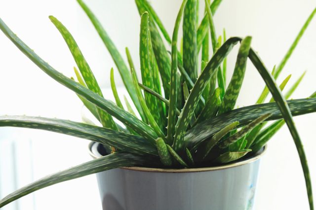 Алоэ вера (Aloe vera) Алоэ вера в качестве комнатного растения для южного окна
