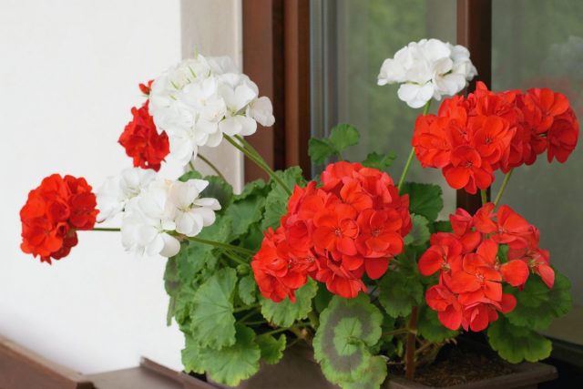 Пеларгония зональная (Pelargonium zonale) Цветение пеларгонии на южном подоконнике