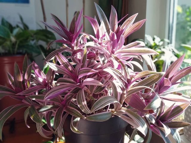 Традесканция покрывальчатая (Tradescantia spathacea) Рео на солнечном подоконнике