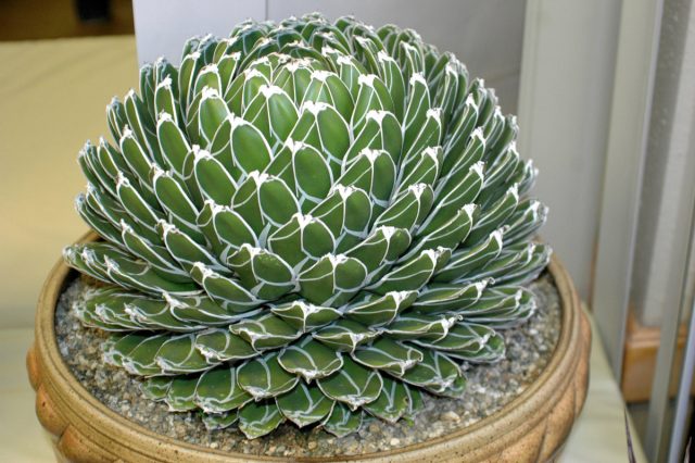 Агава королевы Виктории (Agave victoriae-reginae) Агава как суккулент для южных окон
