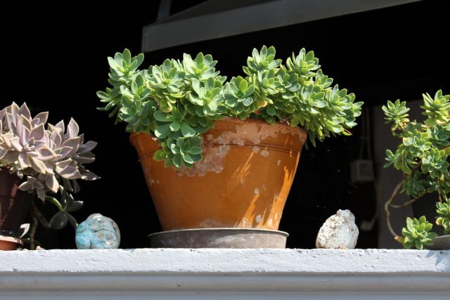 Седум (Sedum) Разнообразие видов седума для солнечных мест