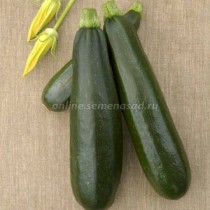 Кабачок Кабачок