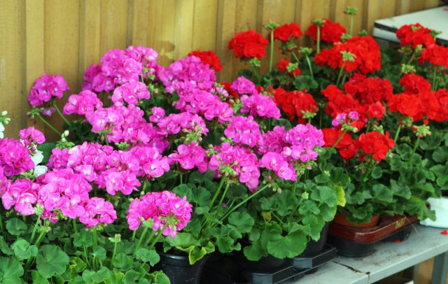 Chivinlarga qarshi limon hidli pelargonium