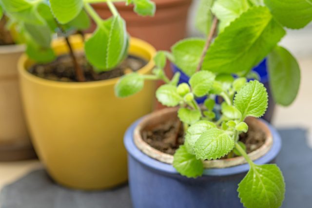 Balkonda qozonda Plectranthus