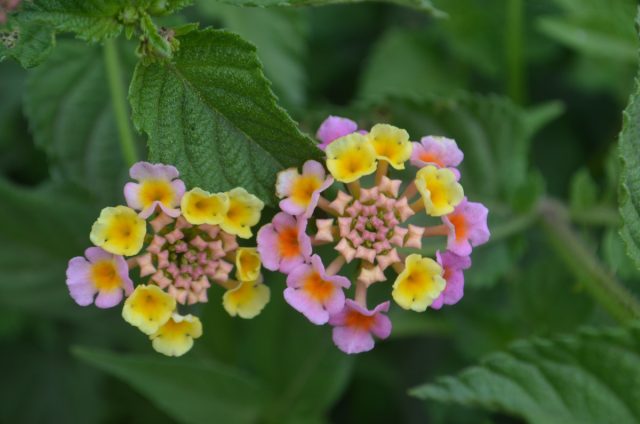 Chivinlarni qo'rqitish uchun gullaydigan lantana