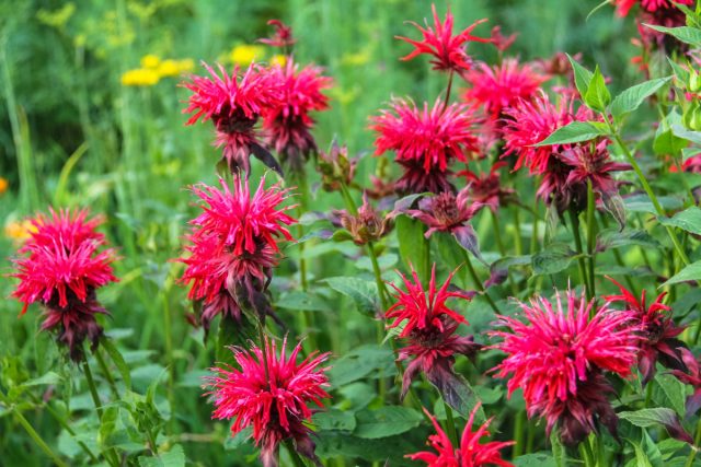 Gullaydigan monarda
