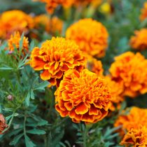 Bog'dagi marigoldlar