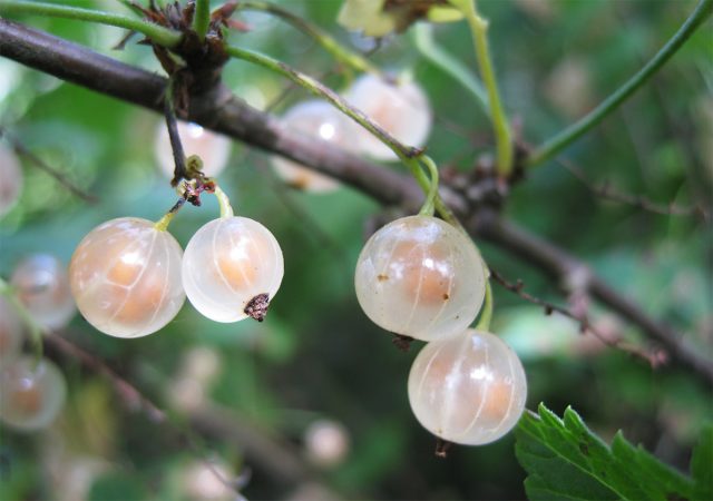 ""Bayana" oq smorodinaning kech pishadigan, yuqori hosildor navi bo'lib, antraknoz va kukunli chiriyotganga chidamli, qishga chidamli. ""Bayana" oq smorodinaning kech pishadigan, yuqori hosildor navi bo'lib, antraknoz va kukunli chiriyotganga chidamli, qishga chidamli.