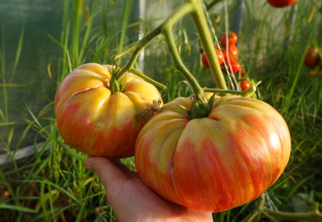 Урожайные сорта крупноплодных томатов для получения мясистых плодов весом до килограмма