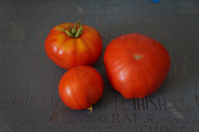 Томат «Ранневесенний Король» (Tomato Spring King Early)