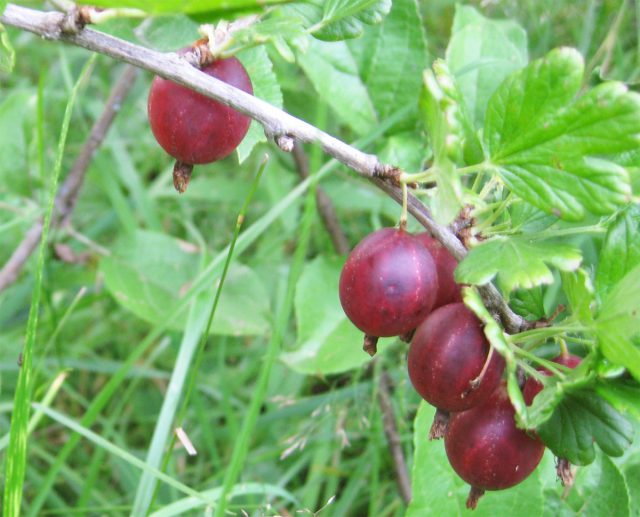 Крыжовник сорта Русский