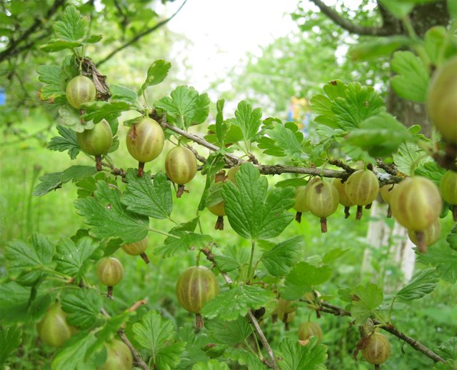 Крыжовник сорта Русский жёлтый