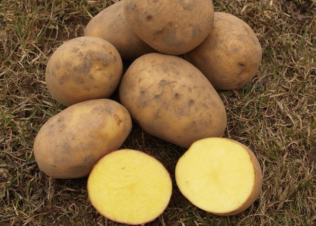 Картофель Гала