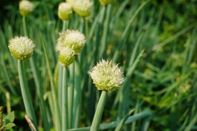 Лук-батун (Allium fistulosum) известен также под названиями татарка, зимний, дудчатый лук. Лук-батун (Allium fistulosum) известен также под названиями татарка, зимний, дудчатый лук.
