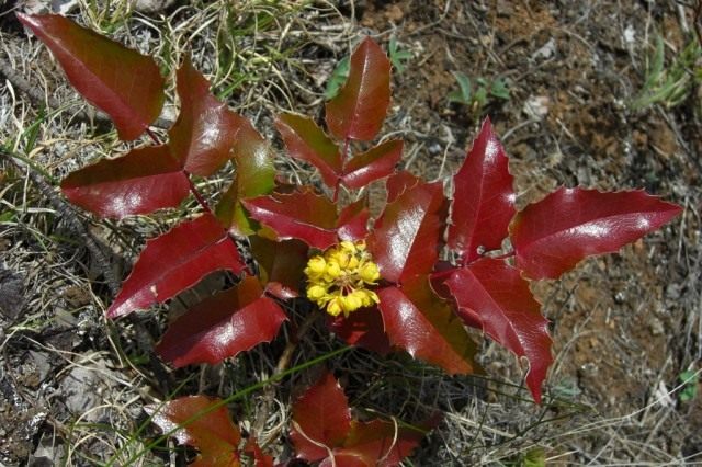 Mahonia aquifolium жас бұтасы