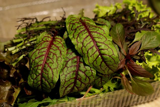Листья мангольда (Beta vulgaris ssp. сicla) красивые, броские, достаточно крупные