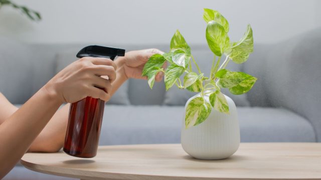 Бұлтты ауа райында жабық өсімдіктерді бүрку