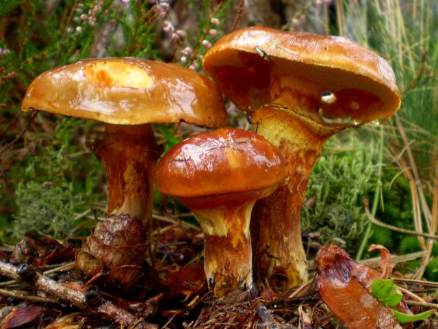 Маслёнок лиственничный (Suillus grevillei)