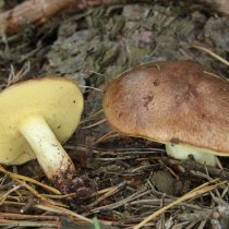 Маслёнок зернистый (Suillus granulatus)