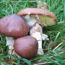 Маслёнок настоящий (Suillus luteus)