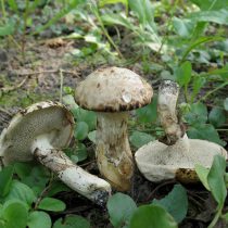 Маслёнок серый (Suillus viscidus)