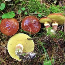 Масленок Клинтона или каштановый (Suillus clintonianus)