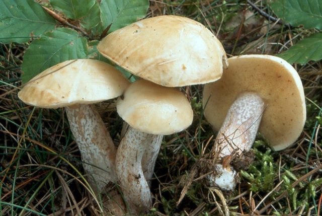 Маслёнок белый (Suillus placidus)