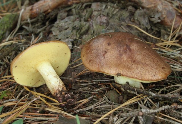 Масленок рыжий (Suillus fluryi)