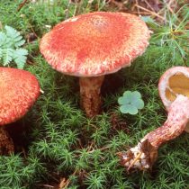 Масленок раскрашенный (Suillus spraguei)