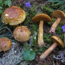 Масленок кедровый плачущий (Suillus plorans)